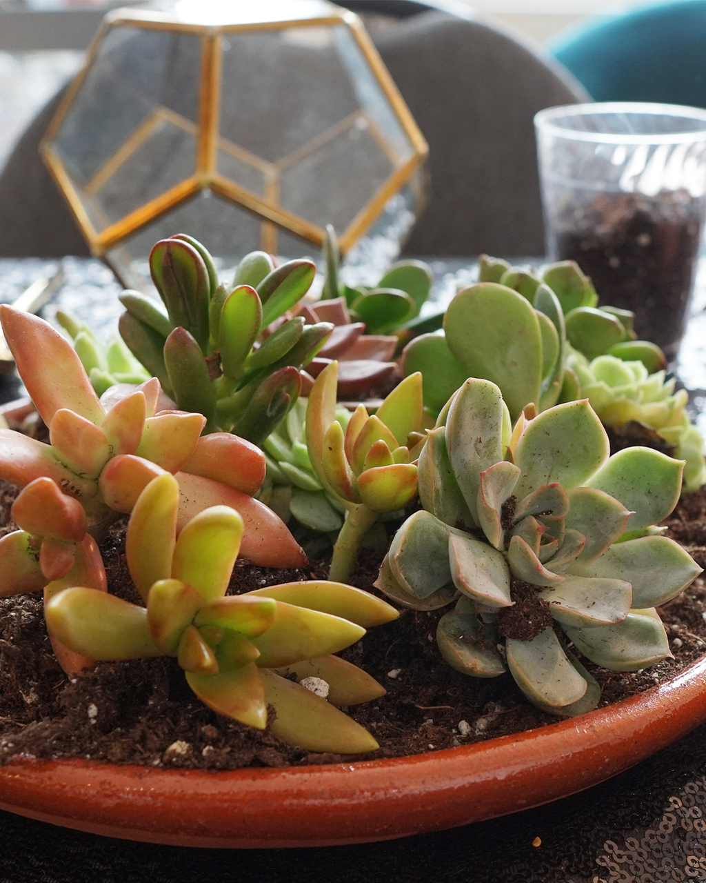 assorted succulent plants in soil for a 6-inch DIY terrarium kit, build-your-own indoor garden for home decor and gifting in NYC