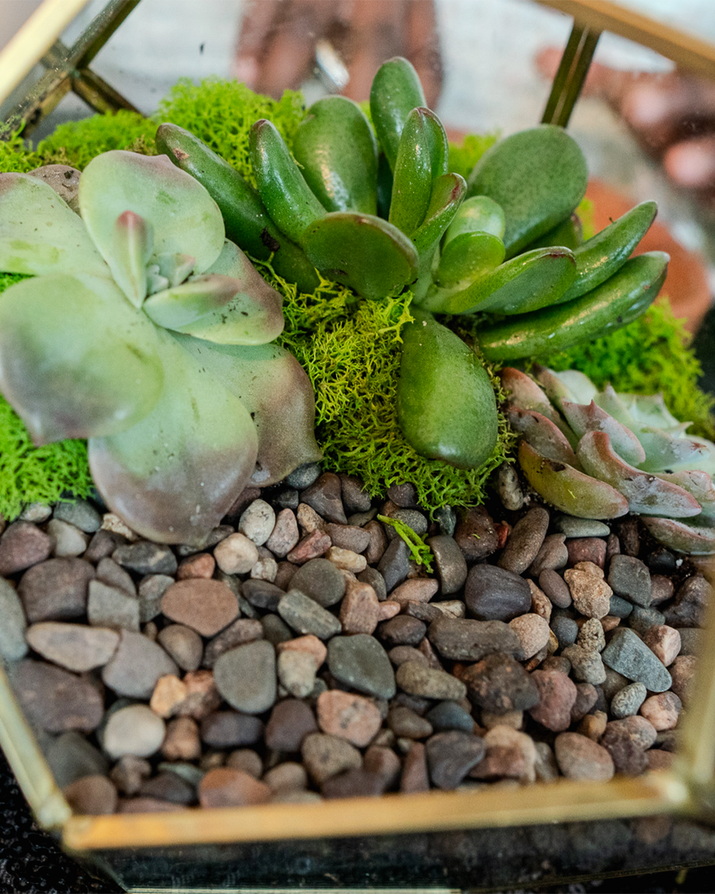 close-up of 6-inch geometric glass terrarium with succulents, moss, and decorative pebbles, handmade indoor plant decor for gifting and NYC delivery