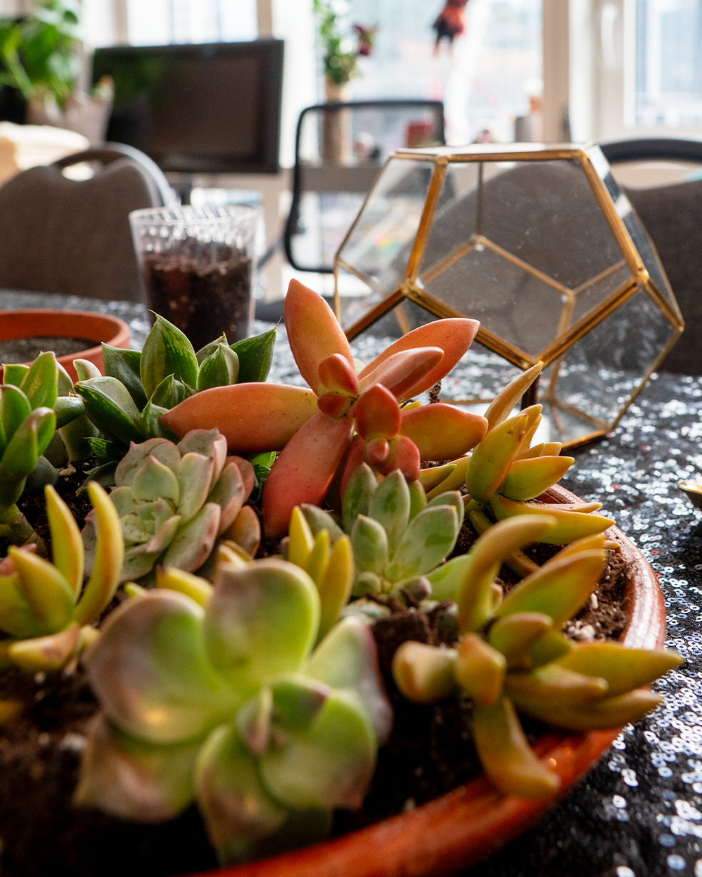 close-up of 6-inch DIY terrarium kit with assorted succulents, soil, and planting materials, build-your-own succulent garden for home decor, gifting, and NYC delivery