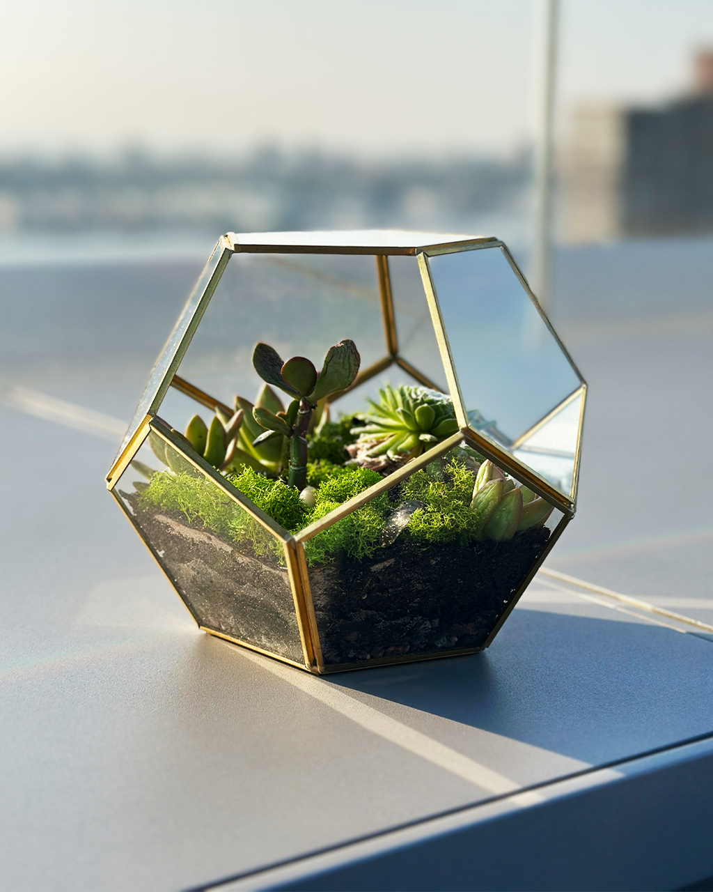 Geometric Succulent Terrarium (6-Inch) – Modern Glass Indoor Plant Decor